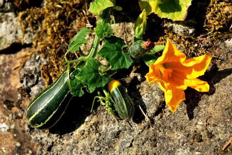 Flor y fruto