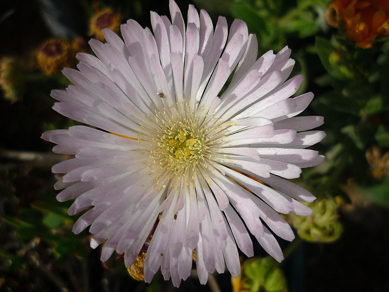 Hermosa flor para ti