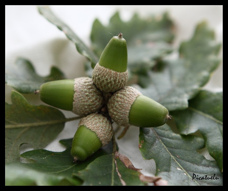 Frutos de otoo