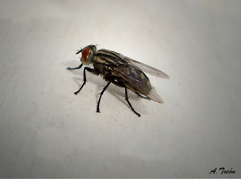 Mosca2