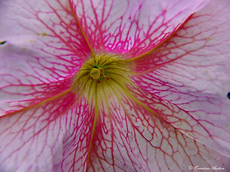 El corazn de la flor