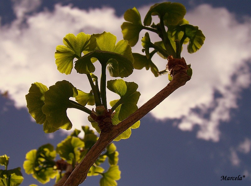 Ginkgo Primavera