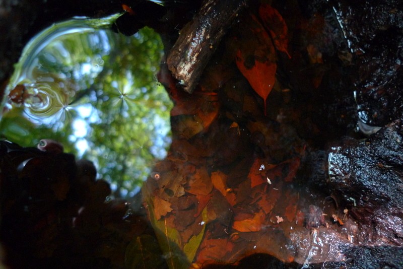 reflejos de otoo