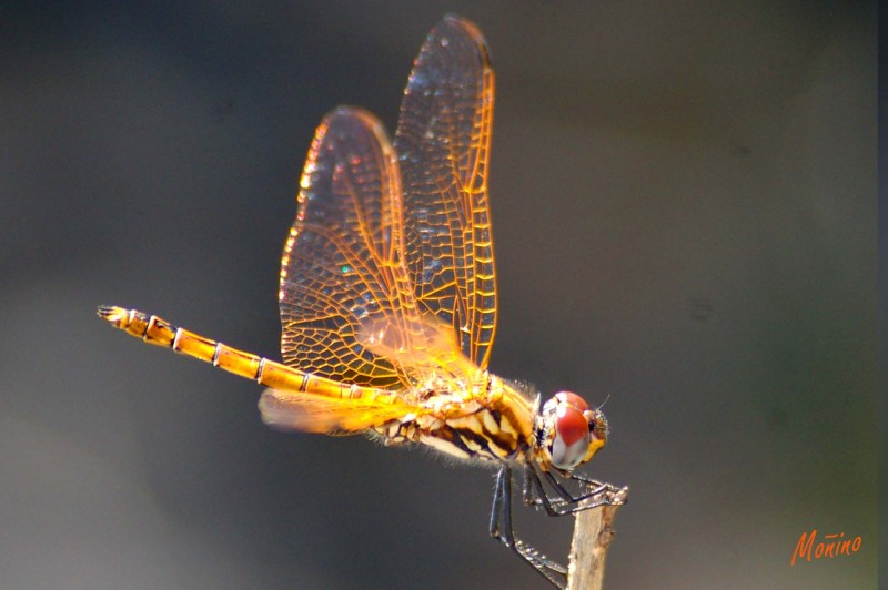 Dragonfly