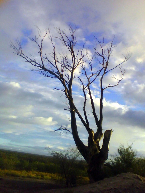 Gigante de Samalayuca