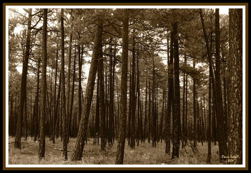 perdido en el bosque