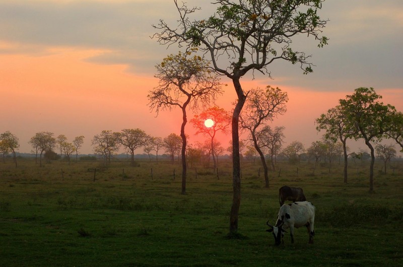 vacas Lecheras