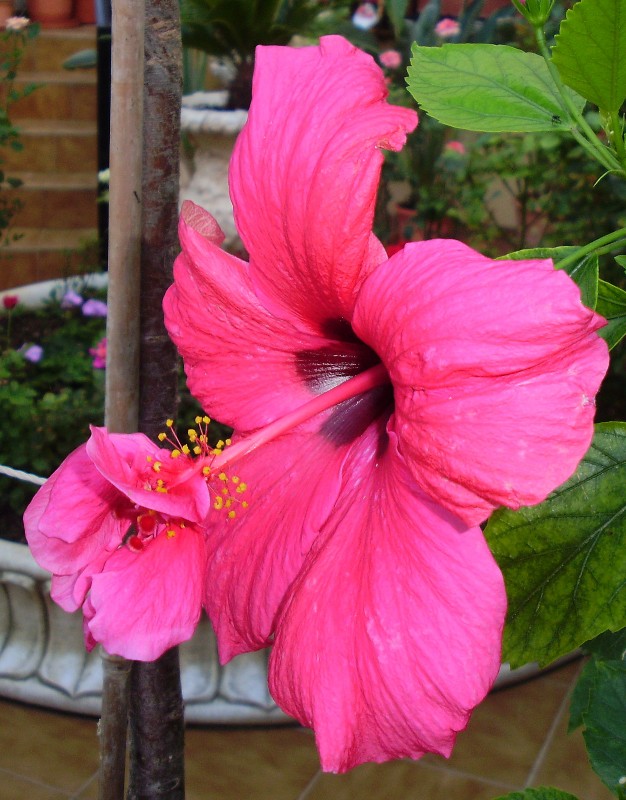 Hibiscus raro