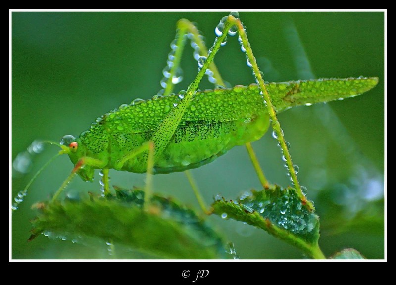 CAMUFLADO