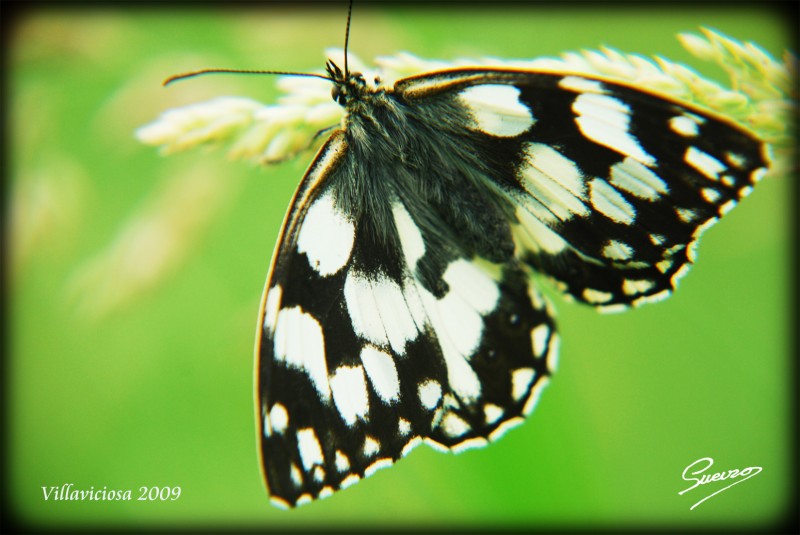 mariposa blanca y negra