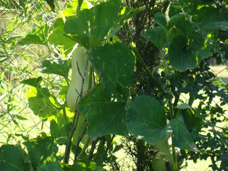 FRUTOS DE MI TIERRA