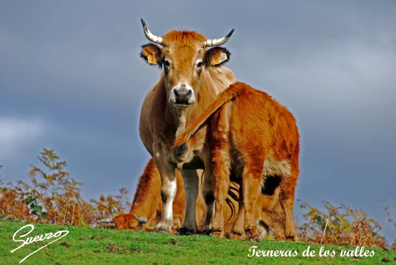 terneras de los valles