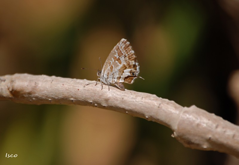 Mariposa en rama