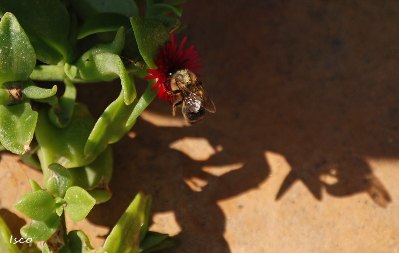 La sombra de la abeja