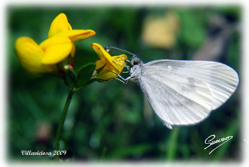 mariposa blanca