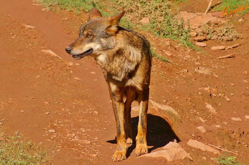 LOBO