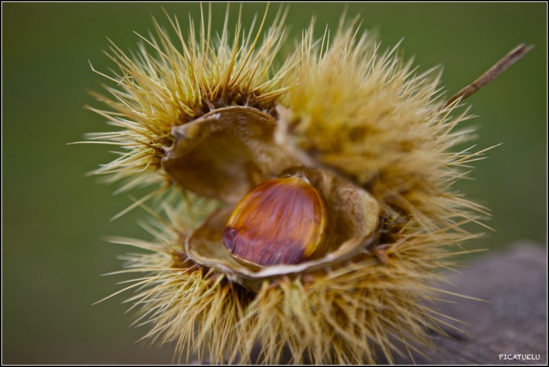 FRUTO DE OTOO