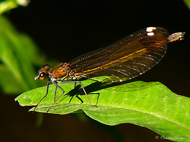 Dorada