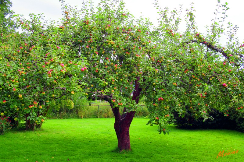 El arbol prohibido