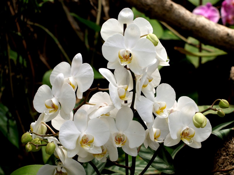 Orquidea 10