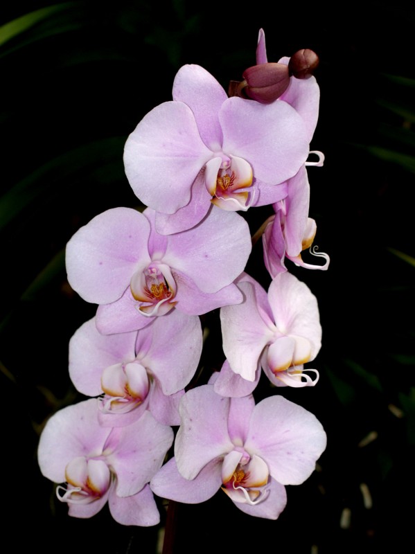 Orqudea 11