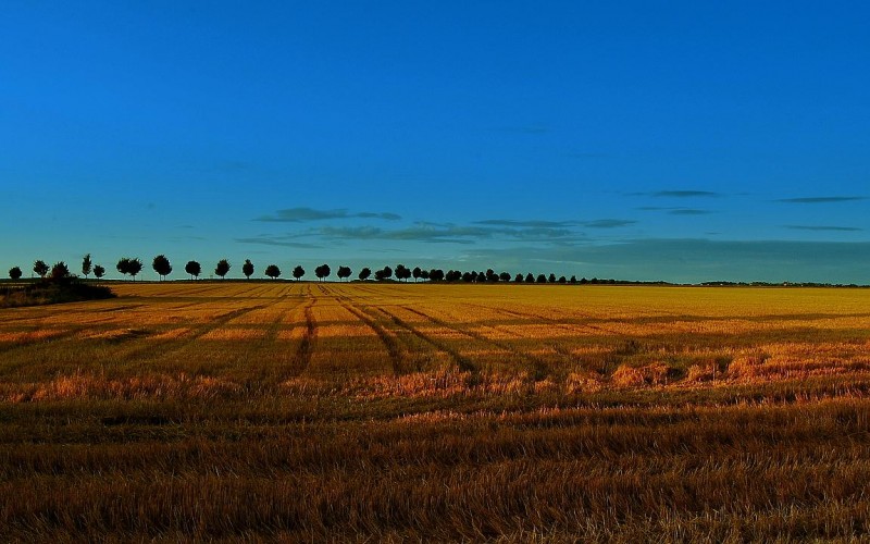 Campo en cosecha.