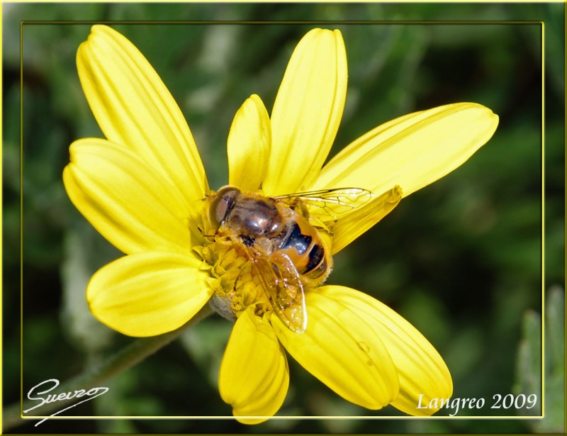 abeja y flor