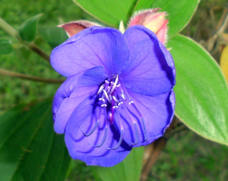 Flor lila 01