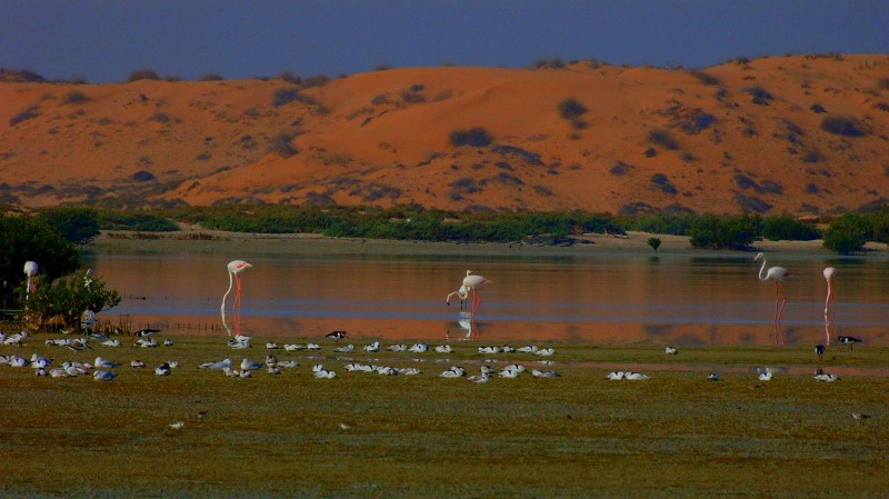 Phoenicopterus.