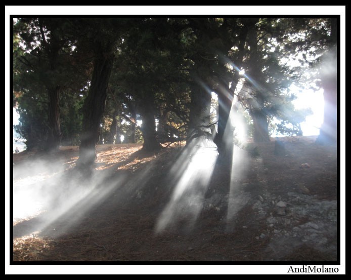 Bosque de Quiba