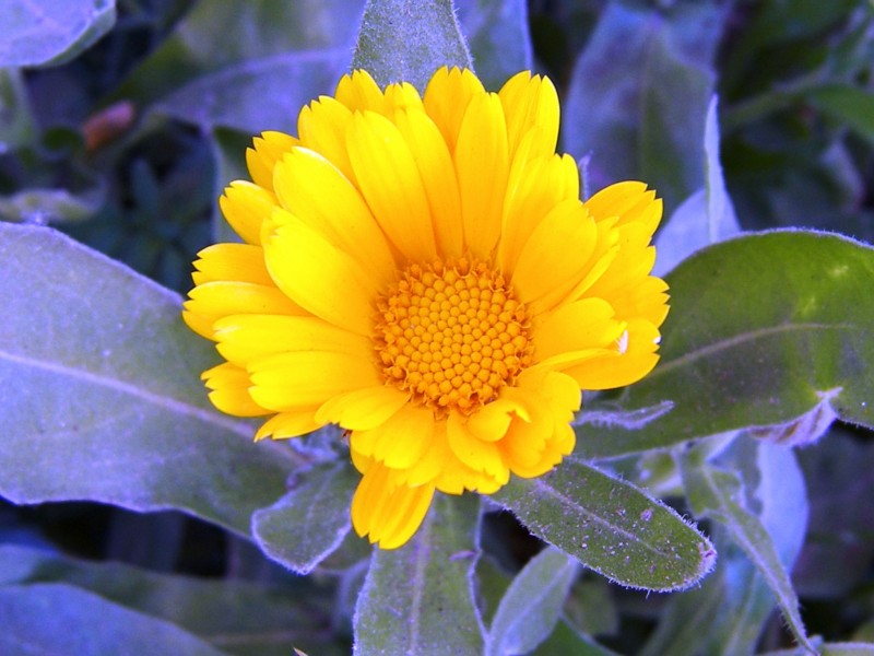 Naranja en flor