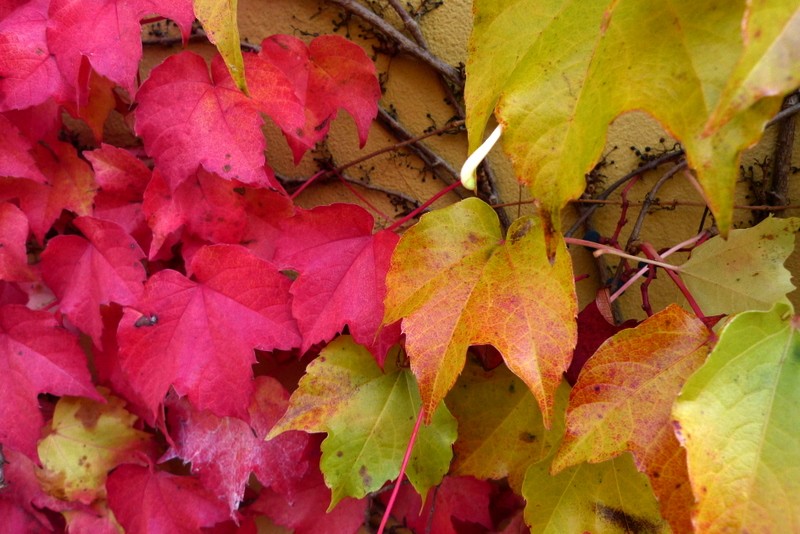 rojo y gualda