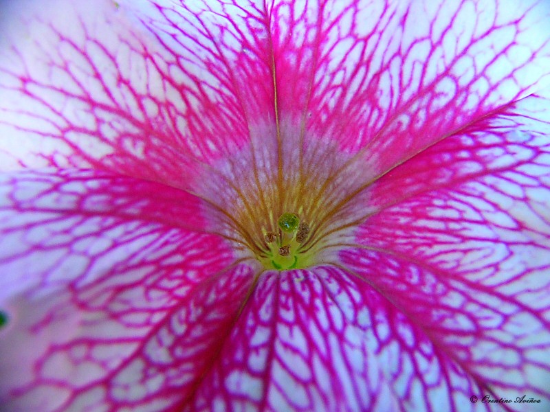 Antena floral