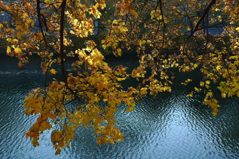 flora sobre agua