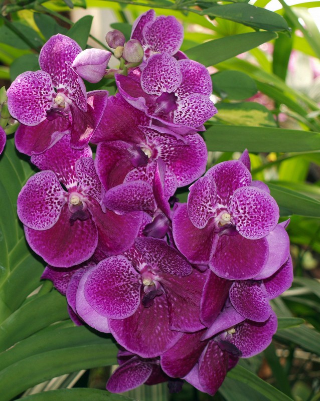 Orquidea 20