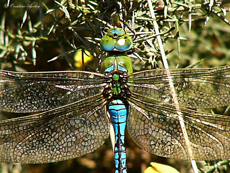 Tuneada (para QUIQUELARA)