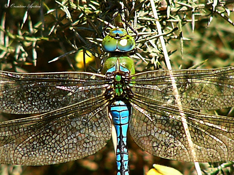 Tuneada (para QUIQUELARA)