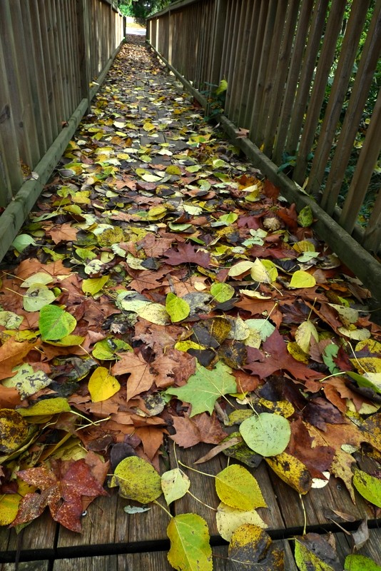 puente de hojas
