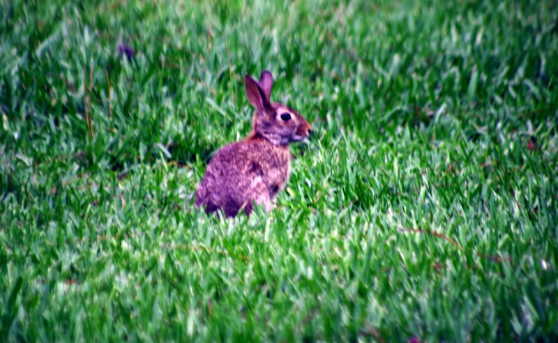 Fauna