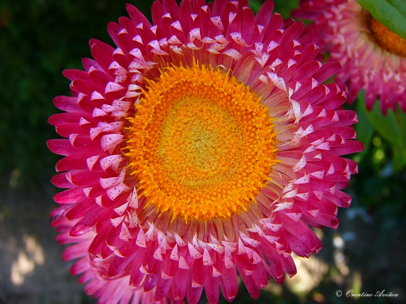 Helichrysum bracteatum