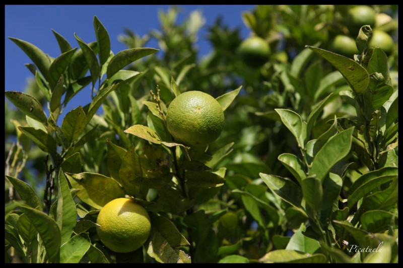 Limones asturianos