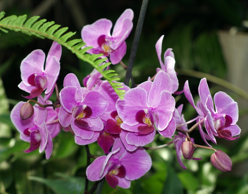 Orquidea 18