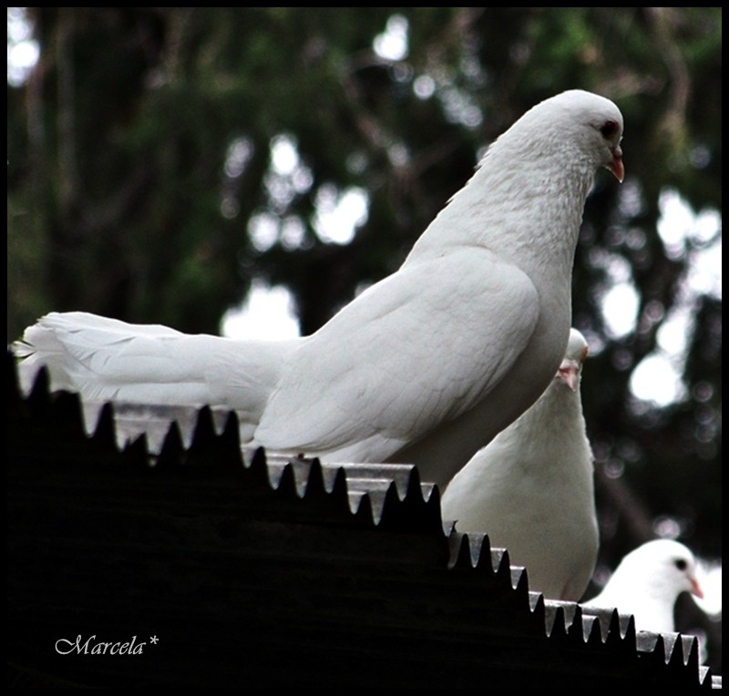 Blancas Palomas