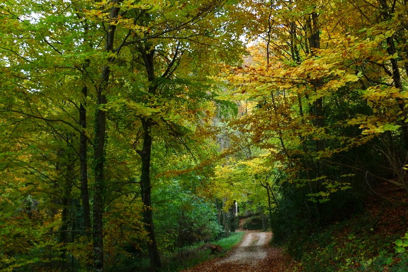 camino a la ermita