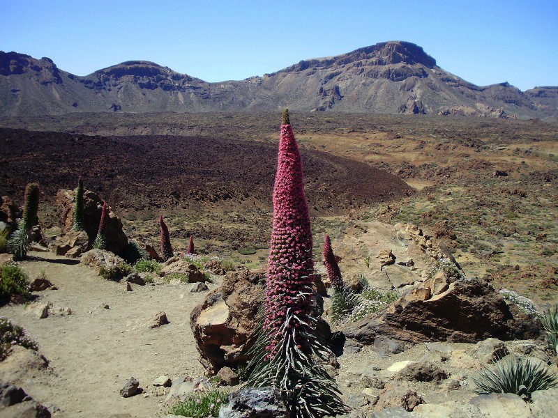 Teide 05