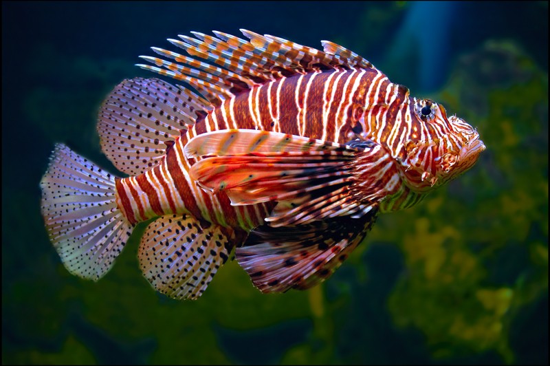 Lionfish