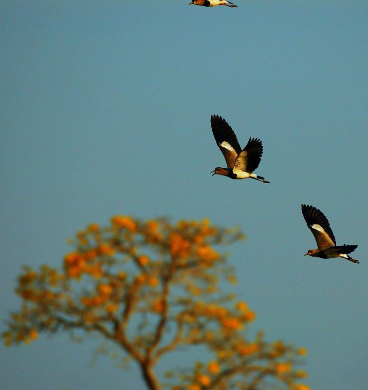 aves en vuelo