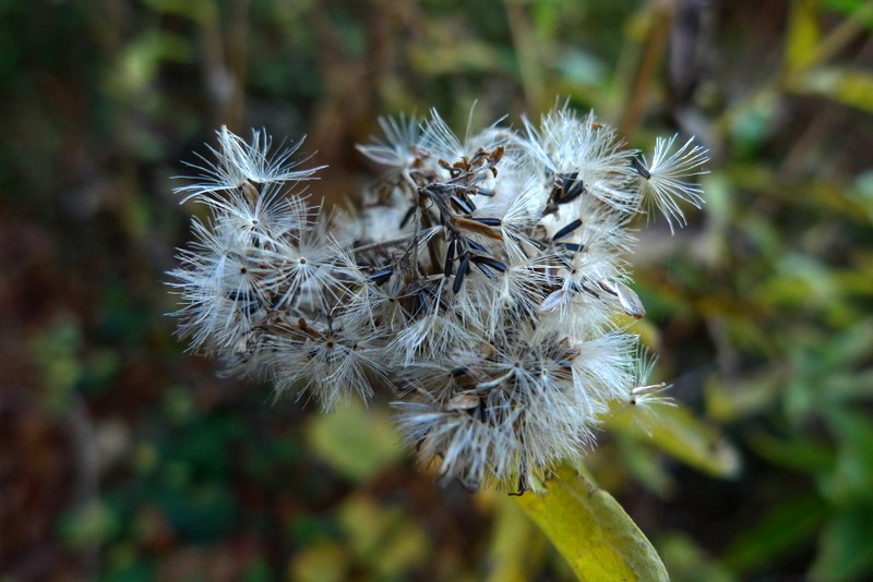 belleza efmera