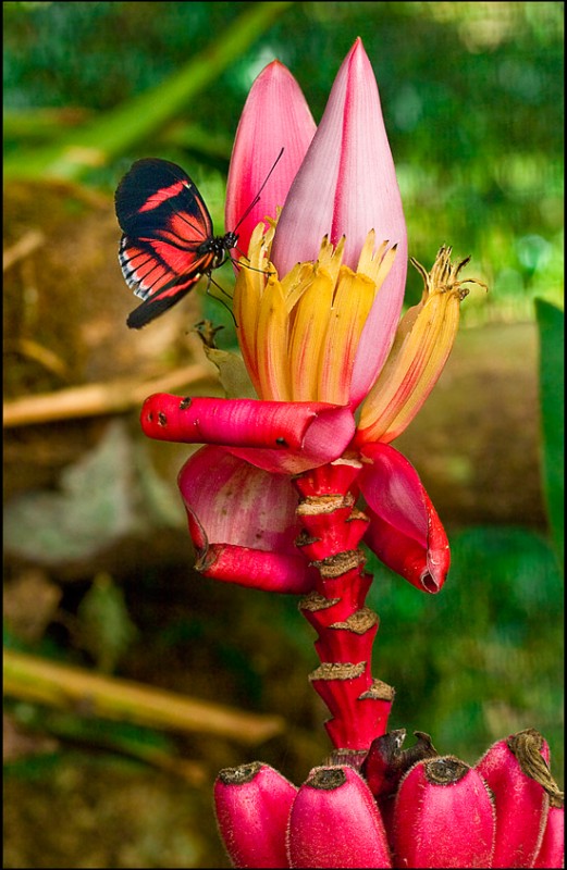 Mariposa en extrao pltano rojo