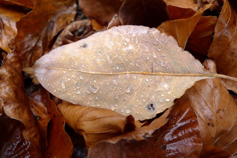 lluvia de otoo